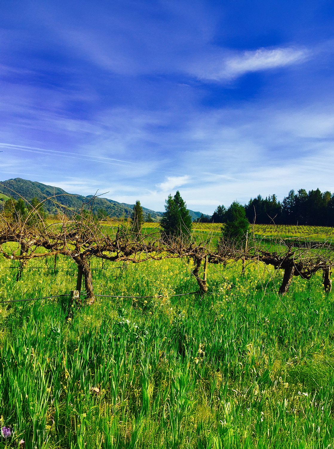 Vineyard under a bright blue sky
